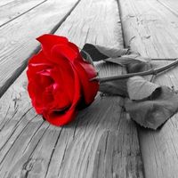 salma mahgoub's Photo