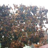 vincent ichtertz's Photo