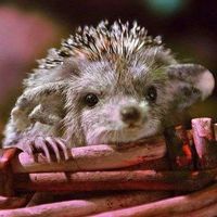 Guillaume Forcier's Photo