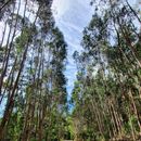 Hiking in Sintra-Cascais Natural Park's picture