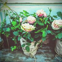 Photos de Lindsay Berg