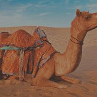 Arsheed Rajkunar的照片