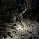 Baby Turtle Farewell's picture