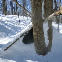 Cabane De Neige's Photo