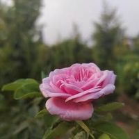 Niharika Bheemavaram's Photo