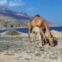 Local  salalah's Photo