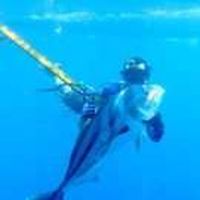Morro Negrito Spearfishing's Photo