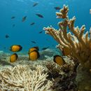 Snorkelling trip to Dimaniyat Island 's picture