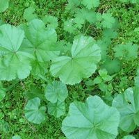 Eddie Hourani的照片