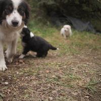 Photos de pazul Patatie