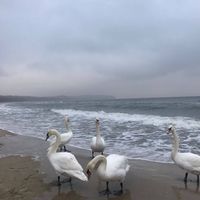 Nese Kalyoncu's Photo