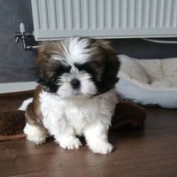 Linda Olde Riekerink's Photo