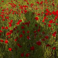 Fran Ochando's Photo