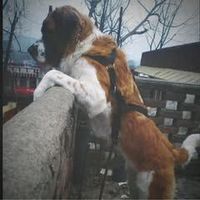 Pankaj Kumar's Photo