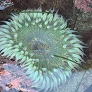 Exploring tide pools's picture