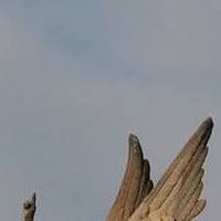 Pino Cricchio's Photo