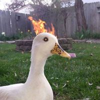 Fotos de Lorenzo Fiorini