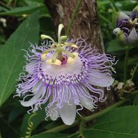 Photos de Dakota Lessnau