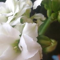 Kubra Sağır's Photo