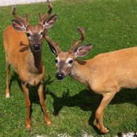 Zacil Mujica Mejia的照片