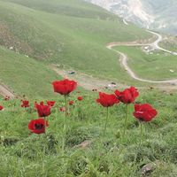 Majid Yarmohammadi's Photo