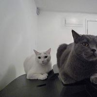 Photos de veronica Lau