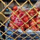 Food is a Right | FNB Budapest Weekend Action •●•'s picture