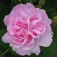 Tường Vi Ngô Trần的照片