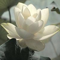 Thaïs Silva E Silva的照片