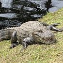 Trilha Daniela Norte Dá Ilha 's picture