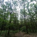 Hiking in Fontainebleau Forest's picture