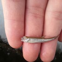 Batshandas Altansukh's Photo