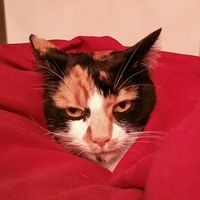 Pierre Gauthier's Photo