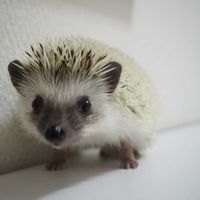 Fotos de Erina  Ishii