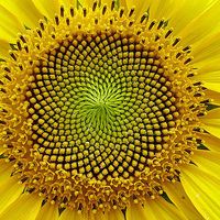 Sanctuary Urban Axis's Photo