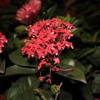 radhika iyer's Photo