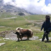 Ariel Swissa的照片