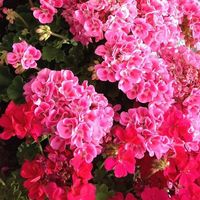 Yumi Kuronuma's Photo