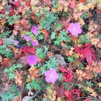 Fotos de Mari-Liis Illi-Illik