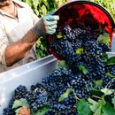 Photo de l'événement It's time to harvest! 🍇 🍇