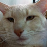 Julie Christie的照片