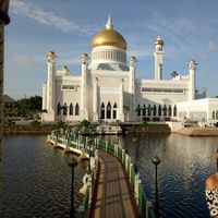 butterfly bee's Photo