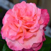 Zeyneb Gül的照片