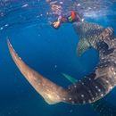Komodo And Whale Shark Boat Trip 's picture