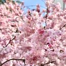 FREE Cherry Blossom Photoshoot for Ladies (18-42) 's picture