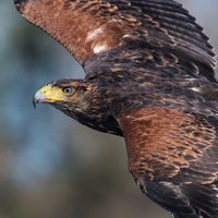 Jason Thomas's Photo