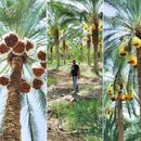 Photo de l'événement Collecting palm fruits. 