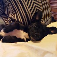 Daniel Chafetz的照片