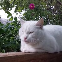 Фотографии пользователя Muqaddas Otambekova