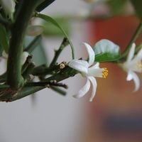 chau Truong的照片